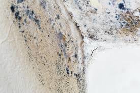 Mold Documentation for Insurance Claims in Moscow, ID